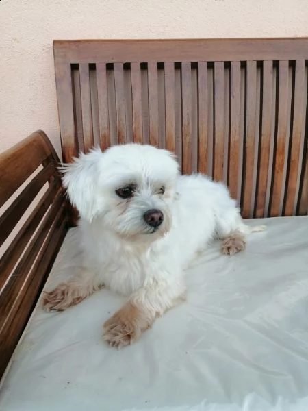 cane maltese