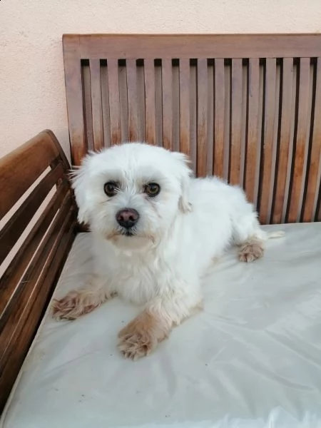 cane maltese | Foto 0