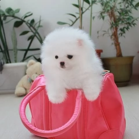 perfect tea-cup pomerania cuccioli(+393509706299)