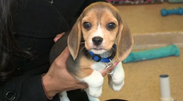 regalo beagle cuccioli meravigliosi ! 