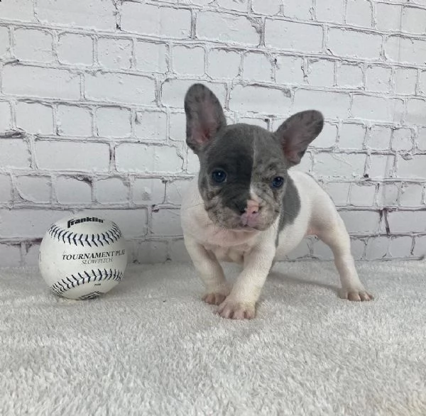 cuccioli di bulldog francese per l'adozione