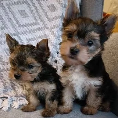 adorabili cuccioli di yorkie (+393509706299)