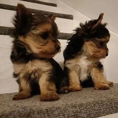 cuccioli di yorkie perfettamente sani (+393509706299)