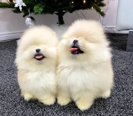 due cuccioli pomerania di tre mesi