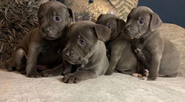 splendidi cuccioli di staffordshire terrier cuccioli pronti per andare in nuove case.