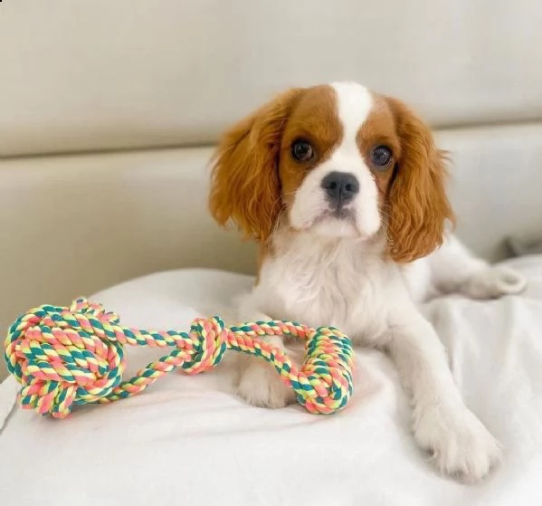 cuccioli di cavalier king  femminucce e maschietti per l'adozione gratuita i cuccioli sono vaccinati