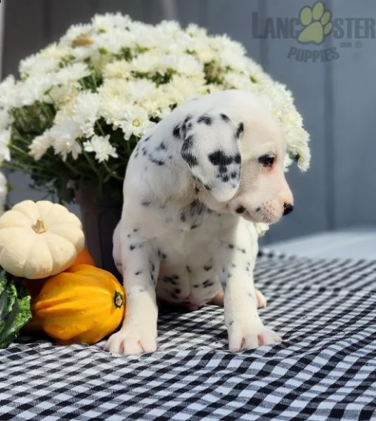 damalta cuccioli per reinserimento | Foto 0