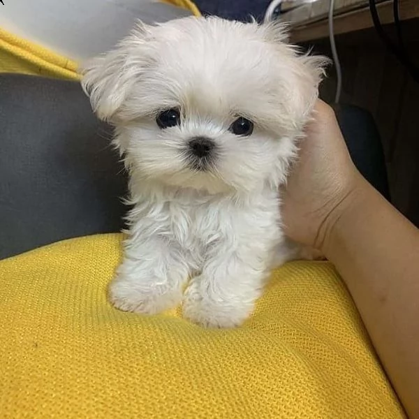 regalo maltese 