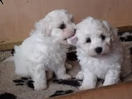 adorabili cuccioli di bichon femminucce e maschietti disponibili per l'adozione cuccioli sono vaccin