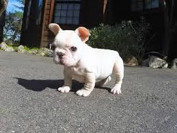 adorabili cuccioli di bouledogue femminucce e maschietti disponibili per l'adozione cuccioli sono va