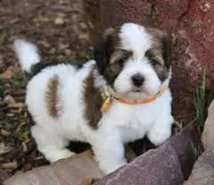 adorabili cuccioli di havanese femminucce e maschietti disponibili per l'adozione cuccioli sono vacc