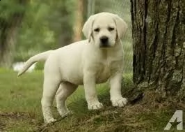 adorabili cuccioli di labrador femminucce e maschietti disponibili per l'adozione cuccioli sono vacc