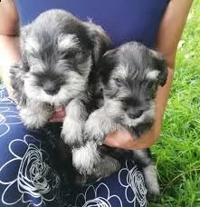 adorabili cuccioli di schnauzer femminucce e maschietti disponibili per l'adozione cuccioli sono vac