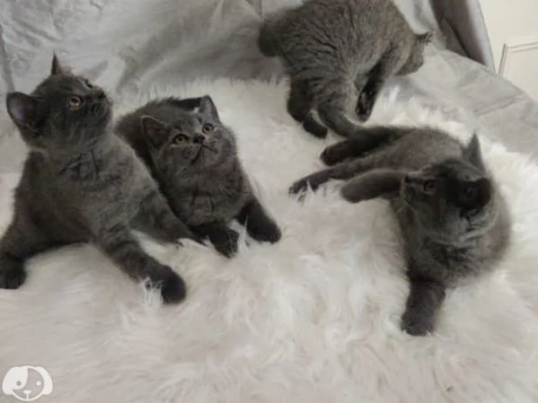 British Shorthair  | Foto 3