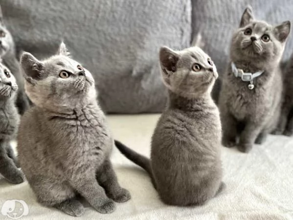 British Shorthair  | Foto 2