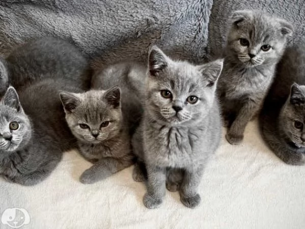 British Shorthair  | Foto 1