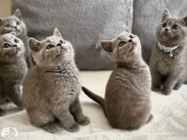 British Shorthair  | Foto 0