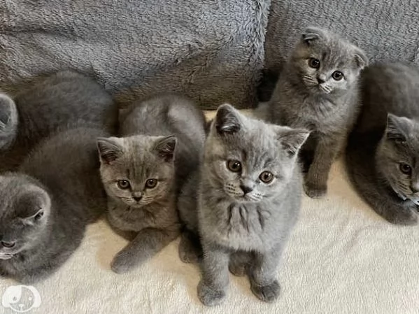 British Shorthair 