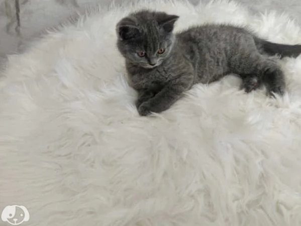 disponibili bellissimi gattini British shorthair | Foto 3