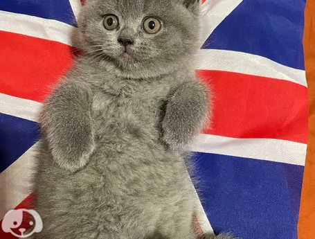 disponibili bellissimi gattini British shorthair | Foto 2