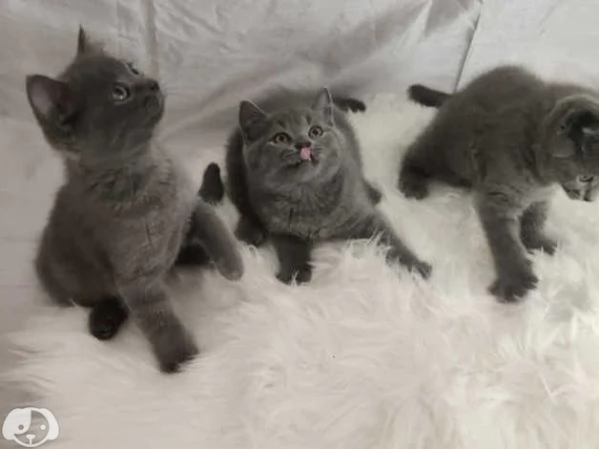 disponibili bellissimi gattini British shorthair | Foto 1