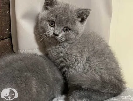 disponibili bellissimi gattini British shorthair