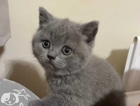 disponibili bellissimi gattini British shorthair | Foto 0