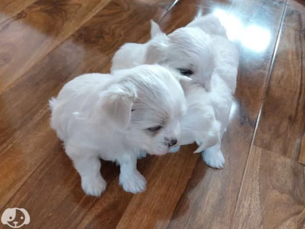 Cucciolo di Cane Maltese  | Foto 1