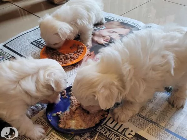 Cucciolo di Cane Maltese 