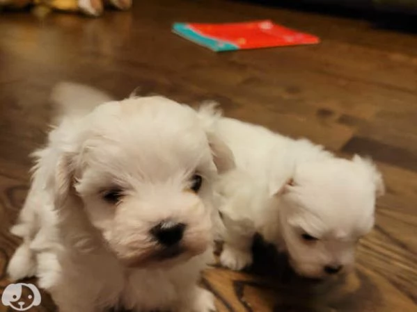 Cucciolo di Cane Maltese  | Foto 0