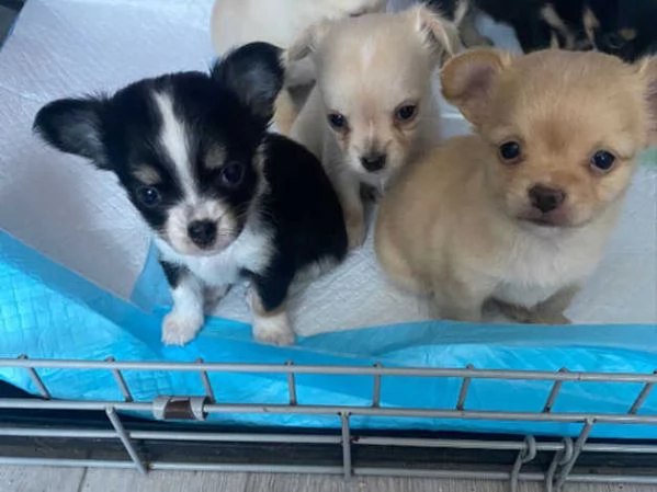 Cuccioli Chihuahua