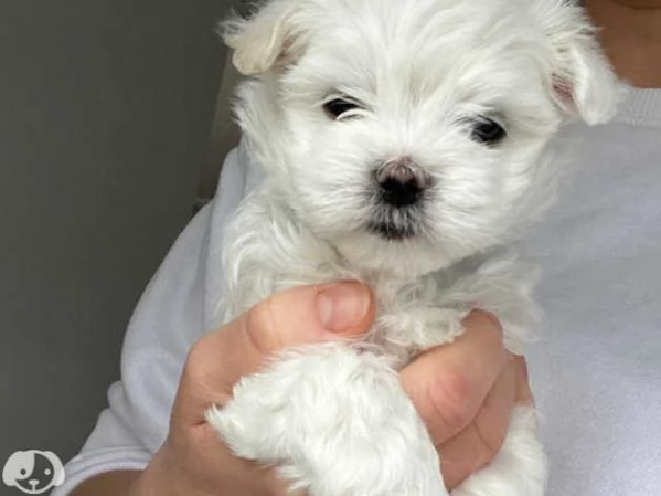 Maltese taglia toy con pedigree