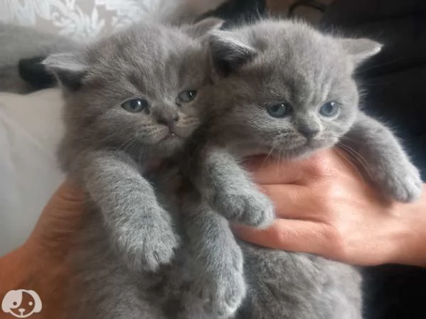 Gatti British Shorthair