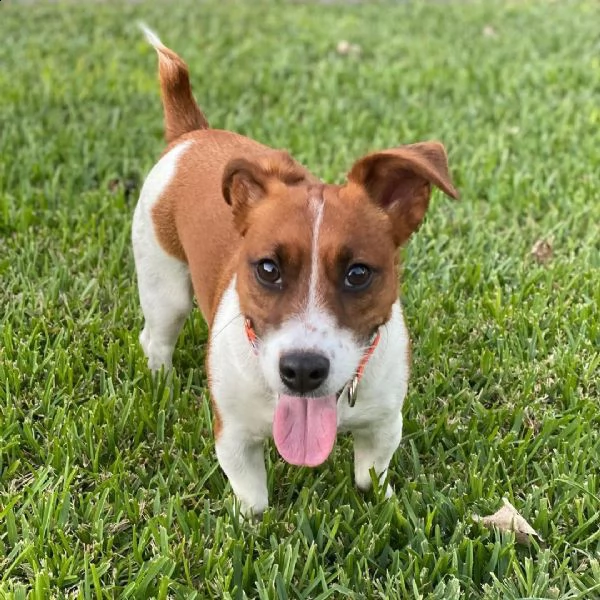 regalo jack russel cuccioli meravigliosi ! 