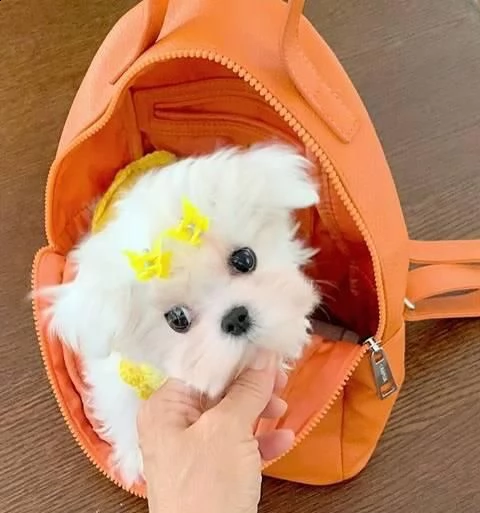 cuccioli di razza maltese con pedigree completo di razza pura