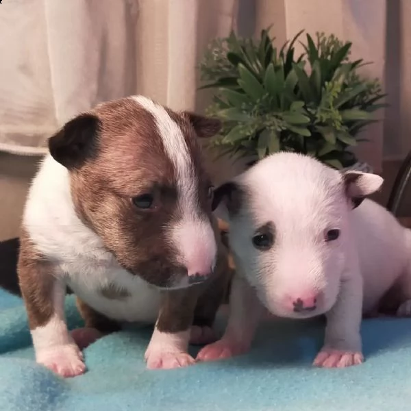 regalo bull terrier  ////////