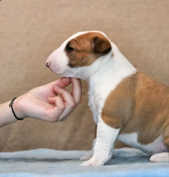 regalo bull terrier//////// | Foto 0