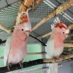 major mitchell’s cockatoos parrot 