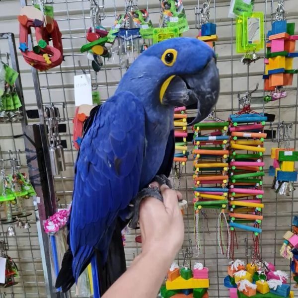 hyacinth macaw parrots