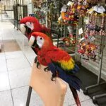 scarlet macaw parrots