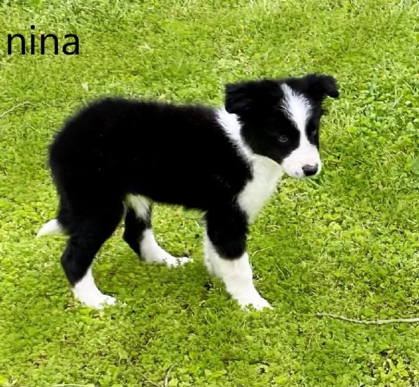 bellissimi cuccioli di border collie - cercano una nuova casa | Foto 0