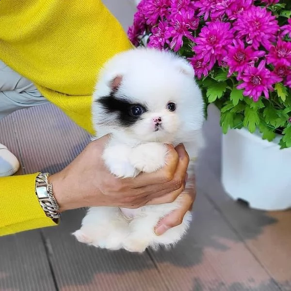 regalo cuccioli di volpino di pomerania..