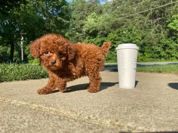 cuccioli di barboncino taglia toy | Foto 0