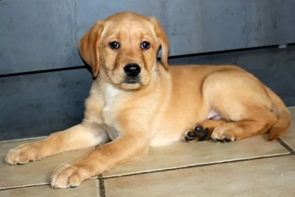 3 cuccioli di labrador cioccolato con pedigree | Foto 4