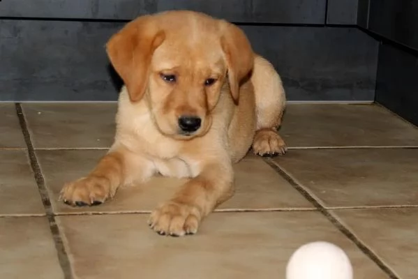 3 cuccioli di labrador cioccolato con pedigree | Foto 3