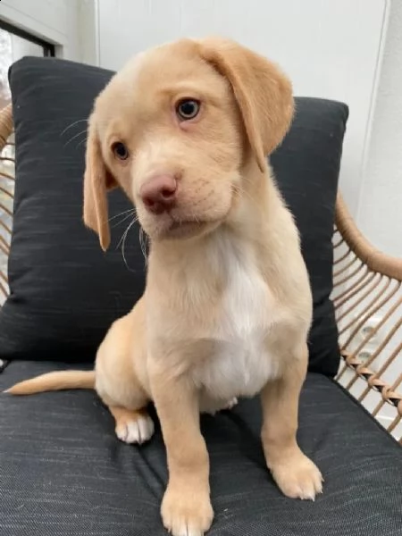 3 cuccioli di labrador cioccolato con pedigree | Foto 2