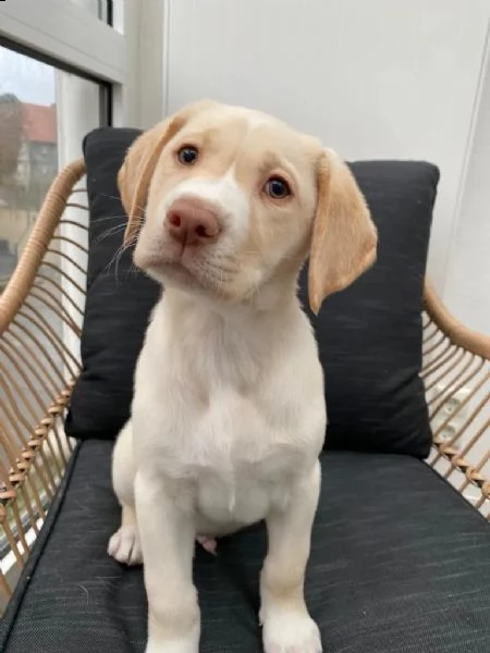 3 cuccioli di labrador cioccolato con pedigree | Foto 1