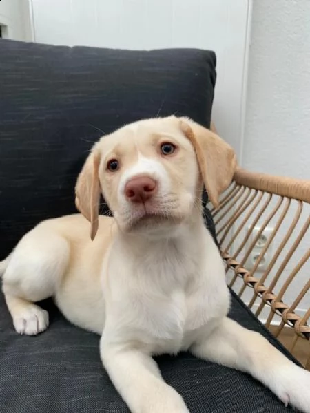 3 cuccioli di labrador cioccolato con pedigree