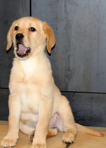 3 cuccioli di labrador cioccolato con pedigree | Foto 0