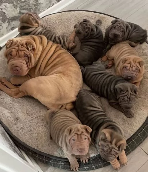 cuccioli shar pei. sharpei con pedigree